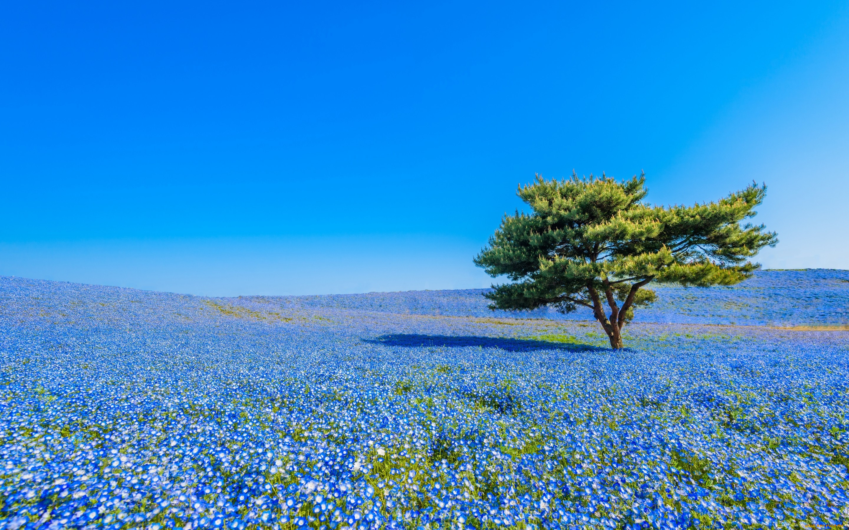 , , hitachinaka, hitachi, seaside, park, , , , , , , , , , , japan